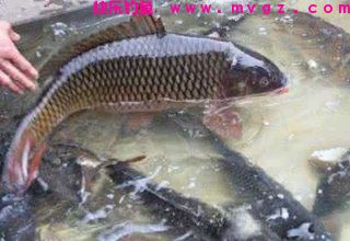 玉米饵料：生玉米还是熟玉米更有效？