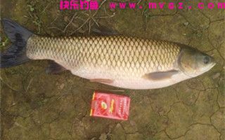 钓友分享秋钓草鱼的饵料选择及用法