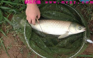 草鱼的习性与四季钓草鱼的拉饵配置技巧