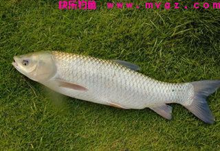 钓草鱼的三种常见天然钓饵