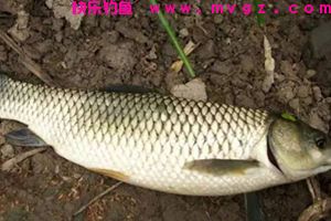 适用四季自制草鱼饵料方法