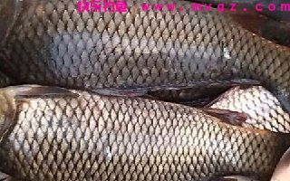 自制意大利面饵料钓大鲤鱼大草鱼