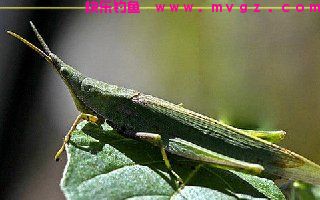 秋季使用蚂蚱饵钓草鱼和鲤鱼的技巧