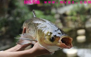 秋季钓草鱼的微酸诱饵制作攻略