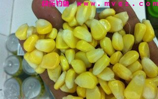 自制钓草鱼的果香玉米饵（图解制作过程）