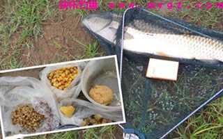 药酒泡制包谷做钓饵擒5斤大草鱼(附制作方