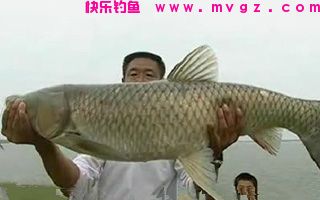 日本清水诱鱼剂饵料搭配（适用鲫鱼鲤鱼草鱼