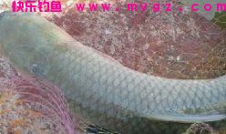 自制在黑坑赌塘用钓草鱼经典饵料配方