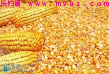 自制玉米粒钓饵专钓鲤鱼草鱼效果好