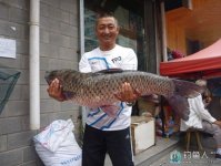 钓鱼达人分享一些常见钓草鱼虫饵