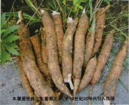 木薯钓大鲤鱼大草鱼的特效自制天然鱼饵