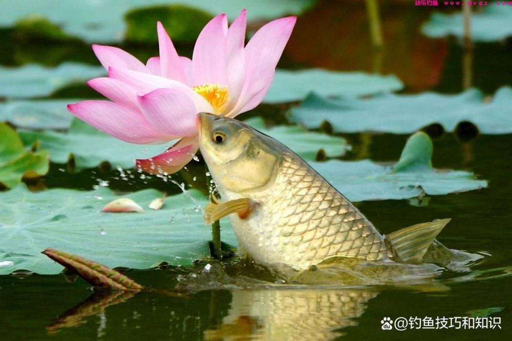 黑坑草鱼如何钓？黑坑草鱼的钓位、钓法、线