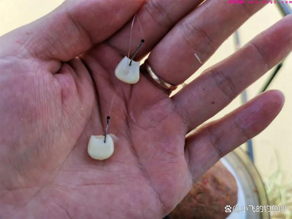 钓草鱼只能用玉米？错！其实这3种方法更适