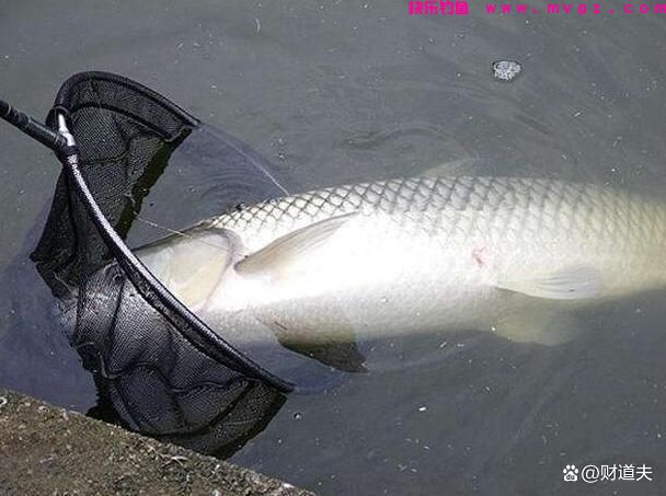 春天钓草鱼掌握这几点，草鱼狂上口