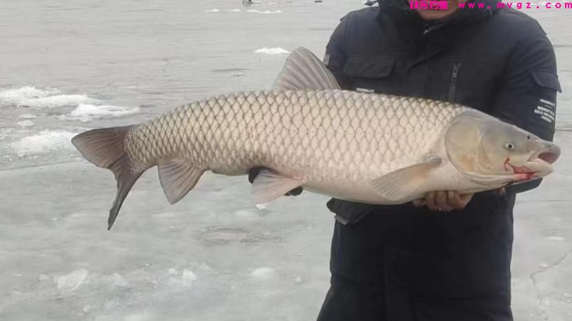 辽宁男子冰上野钓，斩获37斤大草鱼，却遭