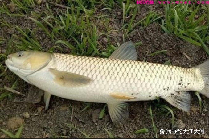 秋季钓草鱼，钓底，还是钓浮？一看水深，二