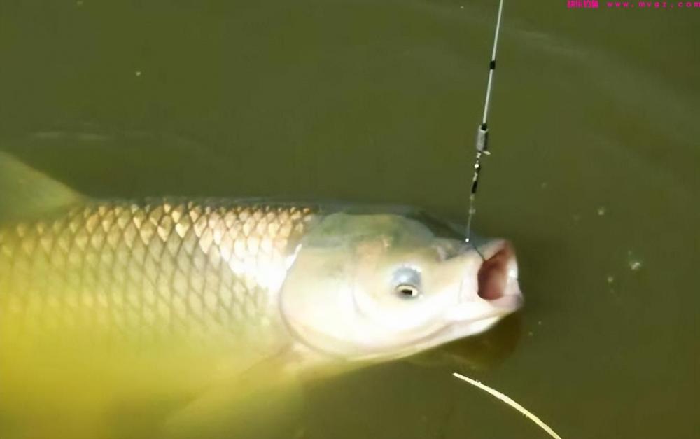 钓草鱼，为什么钓底比钓浮更好？因为满足这