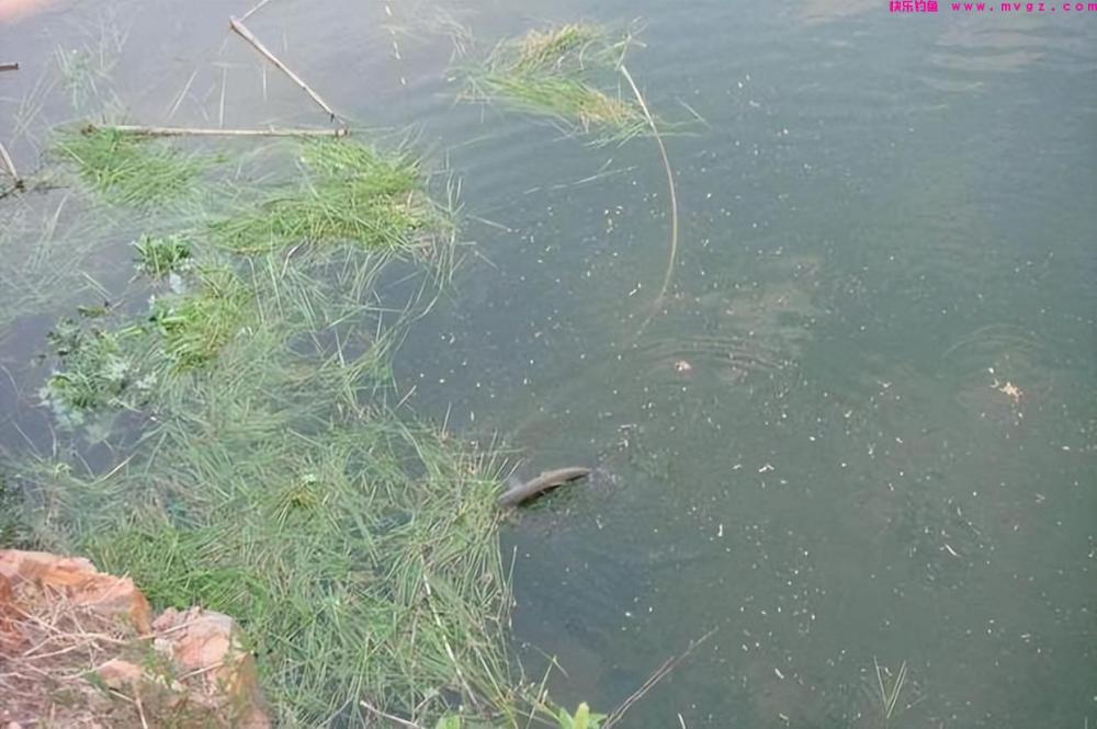 秋季钓草鱼很难吗？2个狠招，让草鱼乖乖上