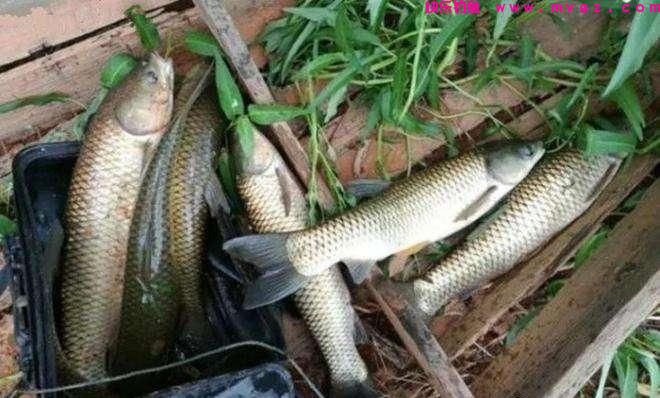 钓草鱼这饵料才最好用，1小时6尾大草鱼