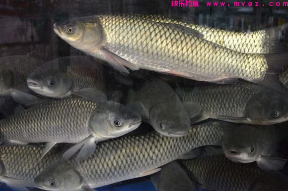 为什么说野生草鱼最难钓？尤其大草鱼，很多