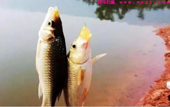草鱼靠勤鲤靠守，通过3个方面，了解这2种