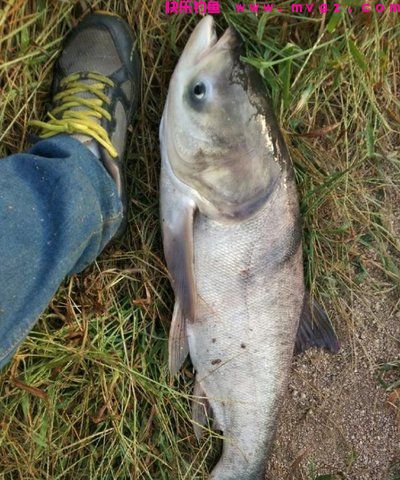 一文读懂，钓鲢鳙与钓草鱼的5点区别