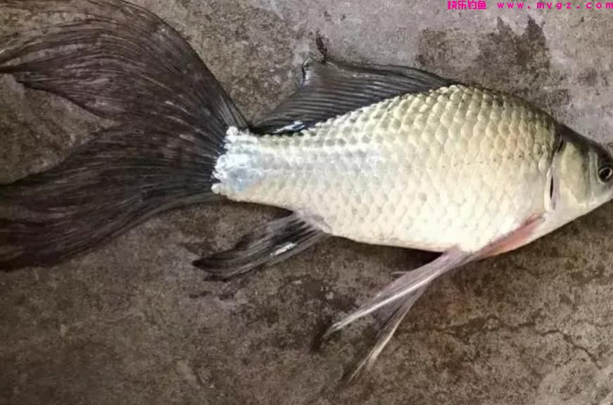 钓友钓到怪异草鱼，鱼鳍赛长裙，这是草鱼出