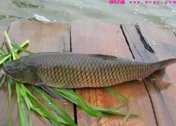 这些钓草鱼的饵料，虽然不常见，但是诱鱼效