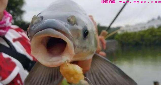 想钓大草鱼诱鱼是关键，只需啤酒加一物，快