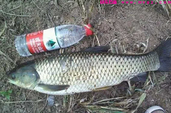 晚春时节钓草鱼，老渔翁透露3个“妙招”，