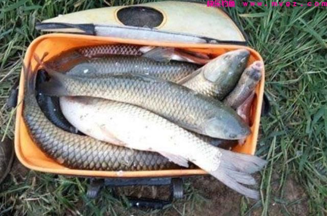 钓草鱼什么时间段好上鱼？选什么钓位好？