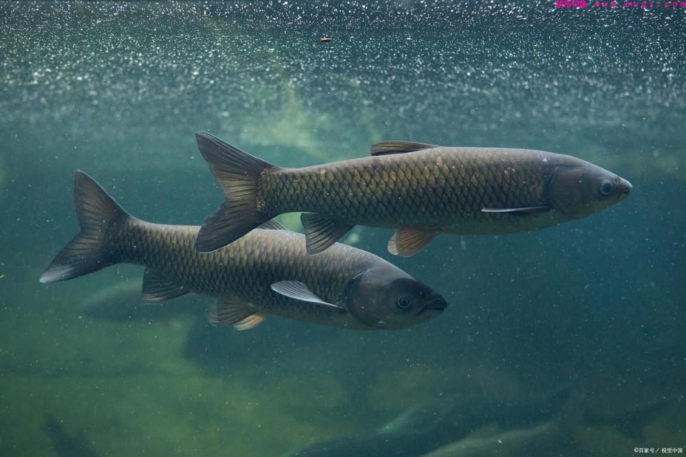 野钓二十年来，掌握以下5点钓草鱼技巧，钓