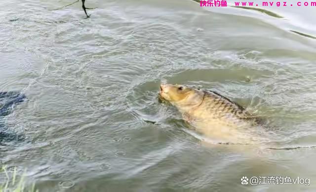 钓的鱼种不同，浮漂也有乾坤