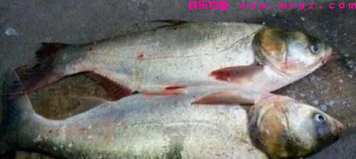 钓草鱼和钓鲢鳙有两个区别，明白了，就更容