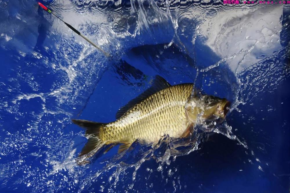 它被称为“草鱼收割机”，简单又实用。详解