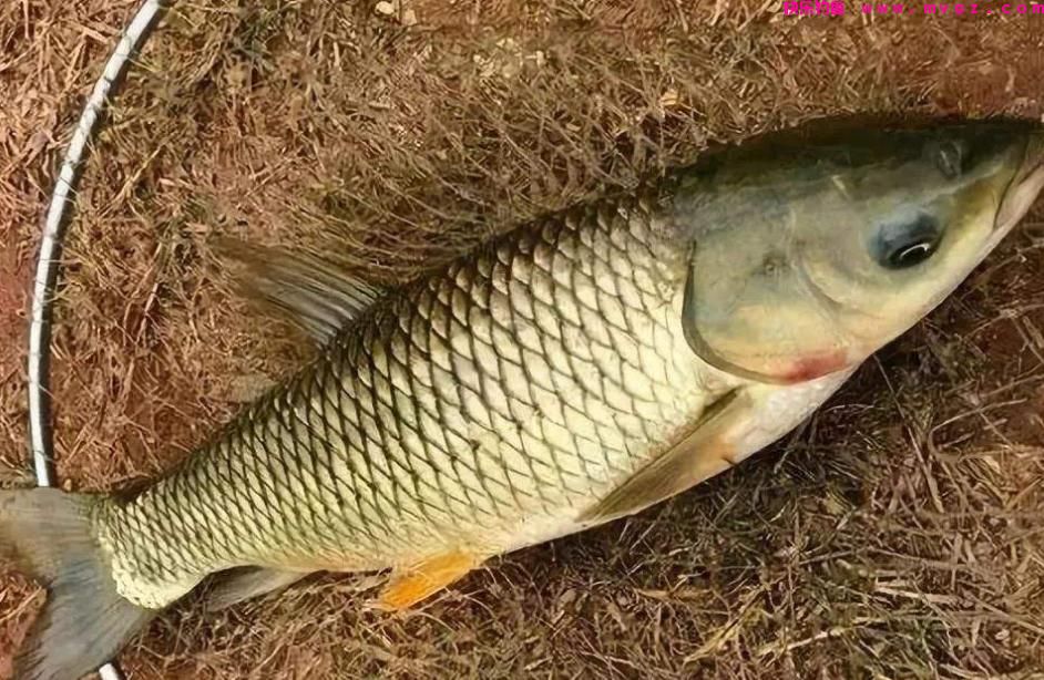 草鱼最喜欢吃的不是草！而是屎？这就是发酵