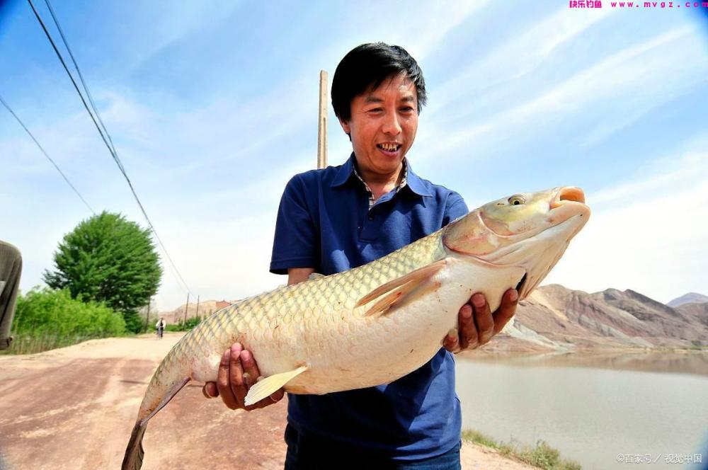 草鱼钓浮钓底的技巧，鱼情水情都是客观因素