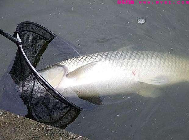 钓草鱼，唯独这饵料和钓法才最好（建议收藏