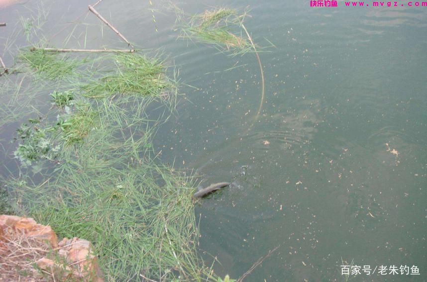 钓鱼随记-浅谈怎样钓好草鱼？