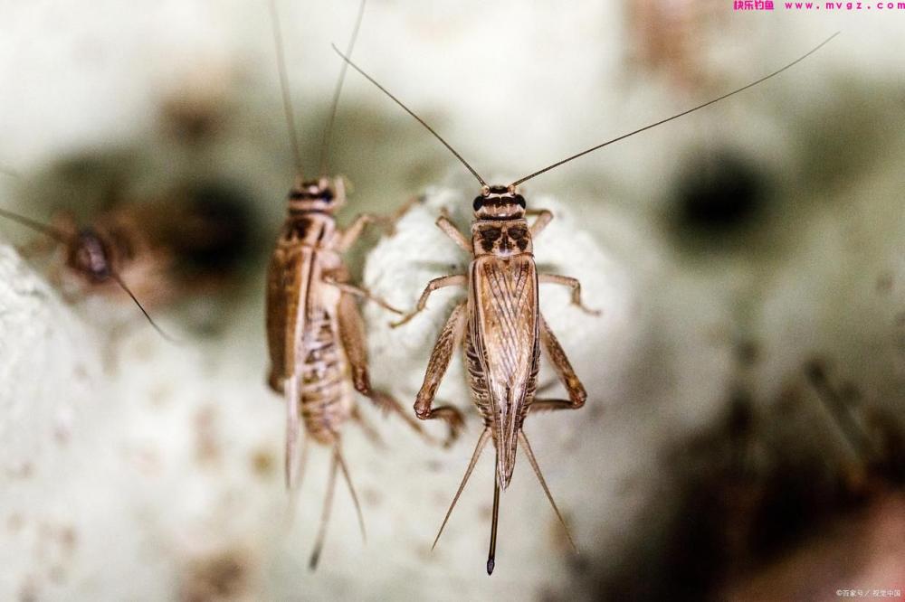 钓了这么多年草鱼，这三种饵料你可能没用过