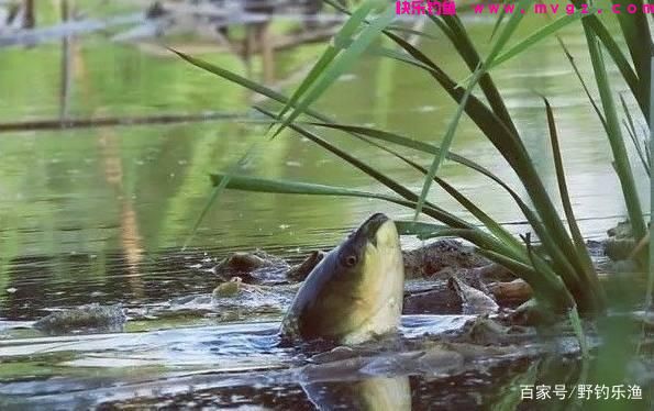 草鱼的垂钓方法与技巧