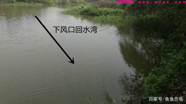 浅谈如何野钓大草鱼？深度分析草鱼习性，掌