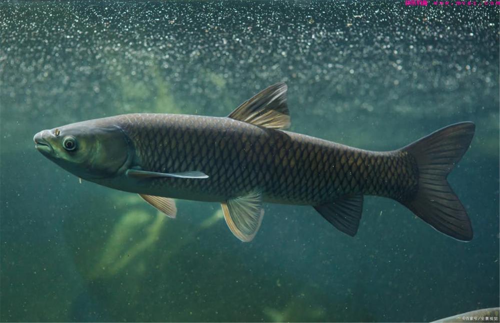 草鱼为何难钓？你错了！其实难的不是钓，而