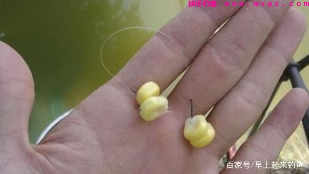 秋季专攻「草鱼」三种绝佳钓法，屡战屡胜，