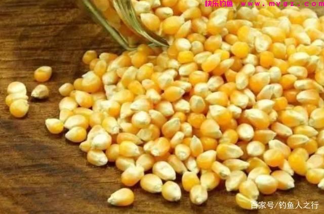 再次提醒你，草鱼唯独用这钓法才过瘾，莫不