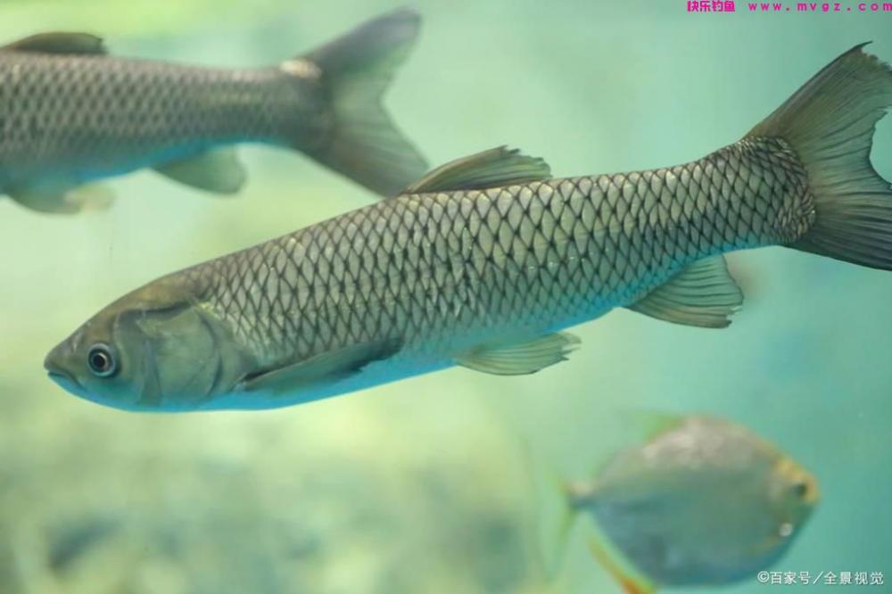 常用的三种草鱼钓法，不仅是钓法的不同，用