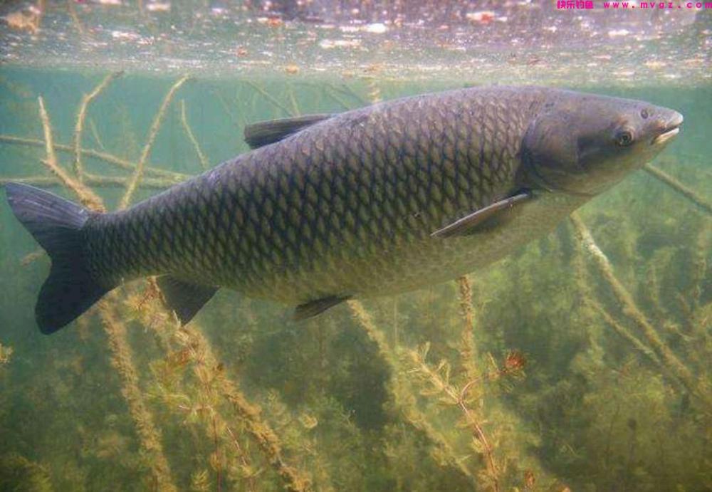 邻居熊爷爷钓鱼，钓饵只做不买，却钓获30