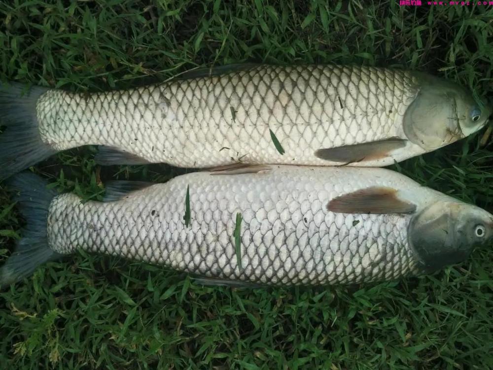 野钓草鱼草鱼并不难，几种简单的钓法即可轻