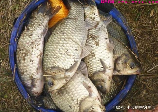 怎样才能钓到大草鱼，教你几招轻松应对！