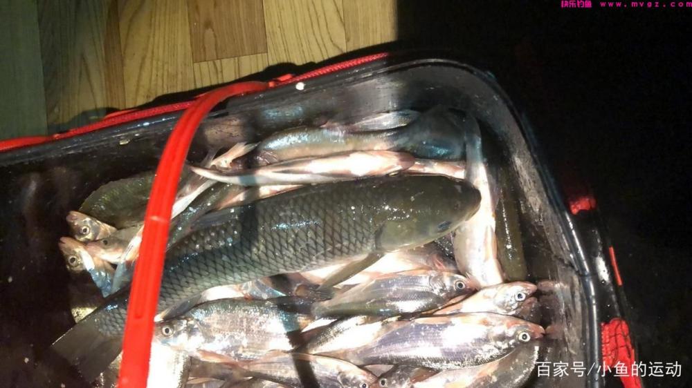 筏钓草鱼！作钓经验、都是干货